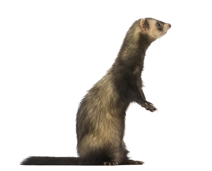 Ferret standing up