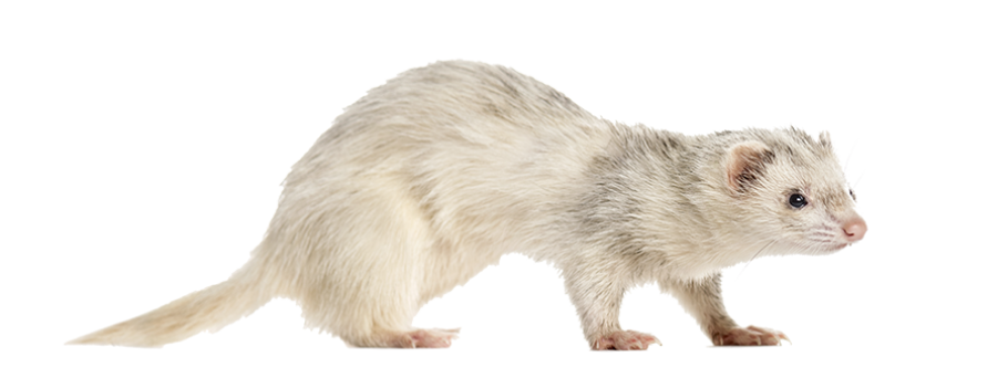 white ferret